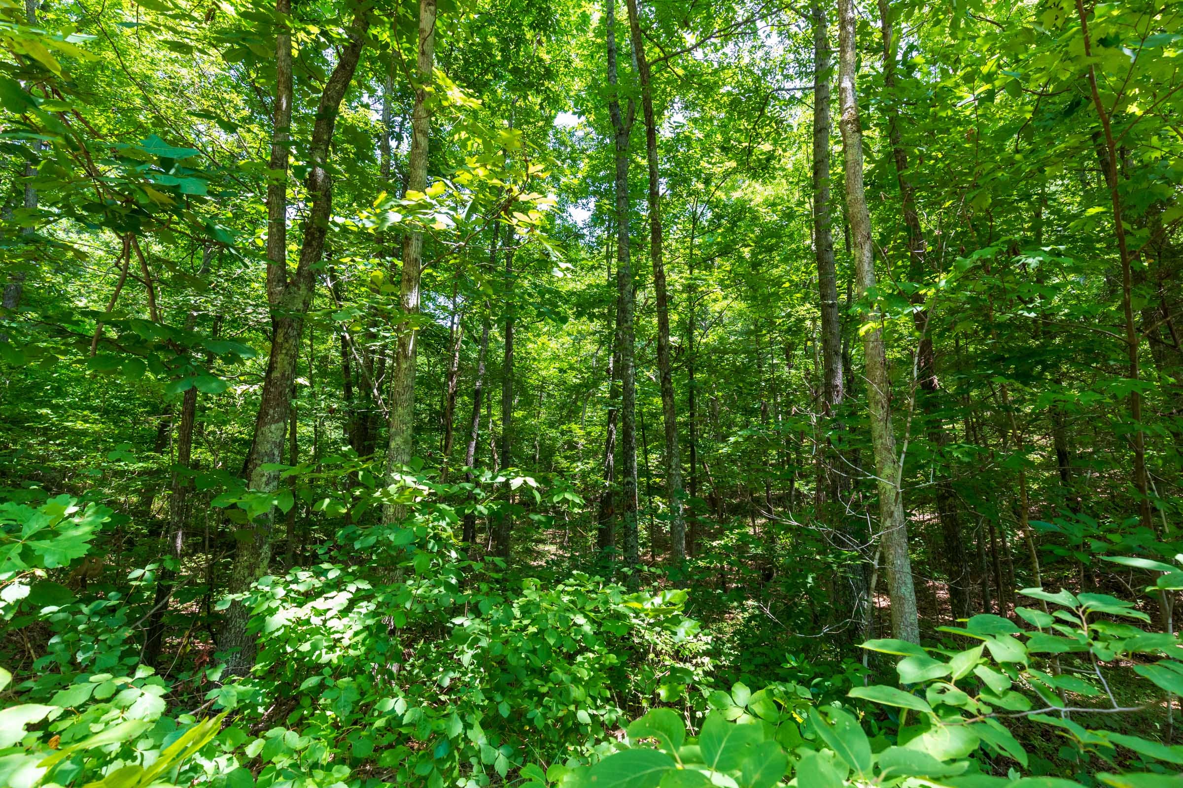 Cypress Ridge Tract 1 photo 11