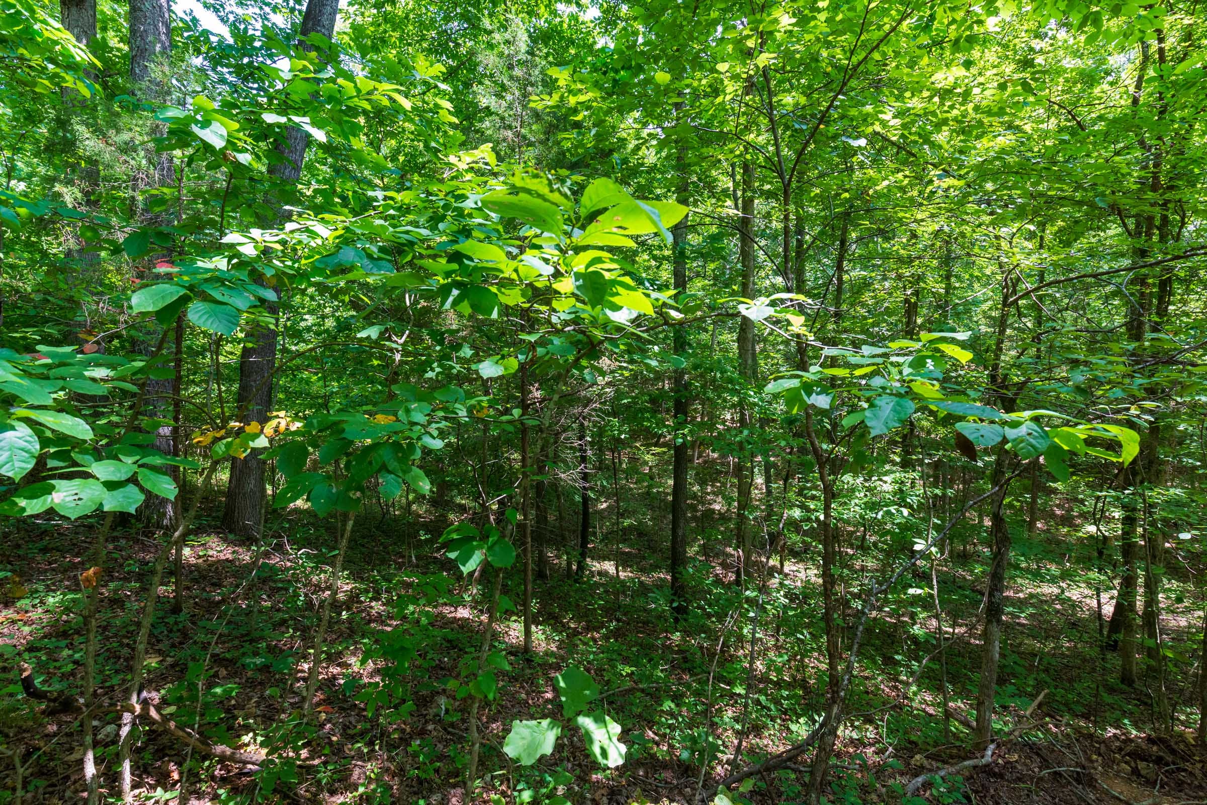 Cypress Ridge Tract 1 photo 12