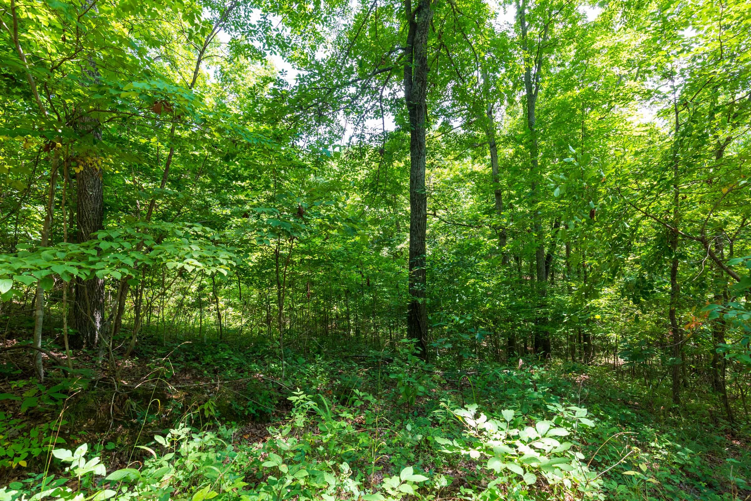 Cypress Ridge Tract 1 photo 13