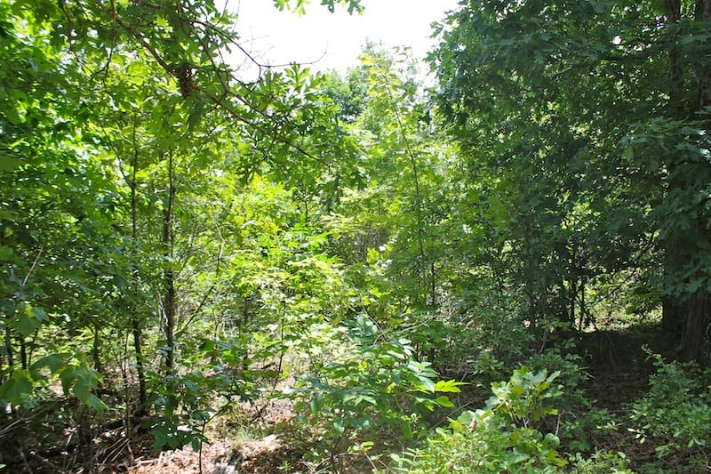 Green Mountain Ranch Tract 40 photo 3