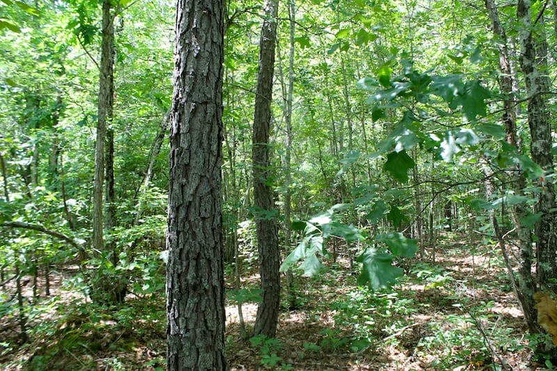 Green Mountain Ranch Tract 40 photo 4