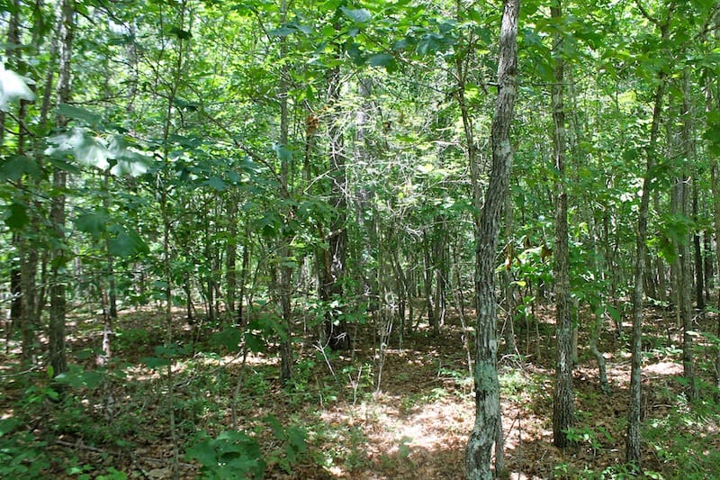 Green Mountain Ranch Tract 40 photo 5