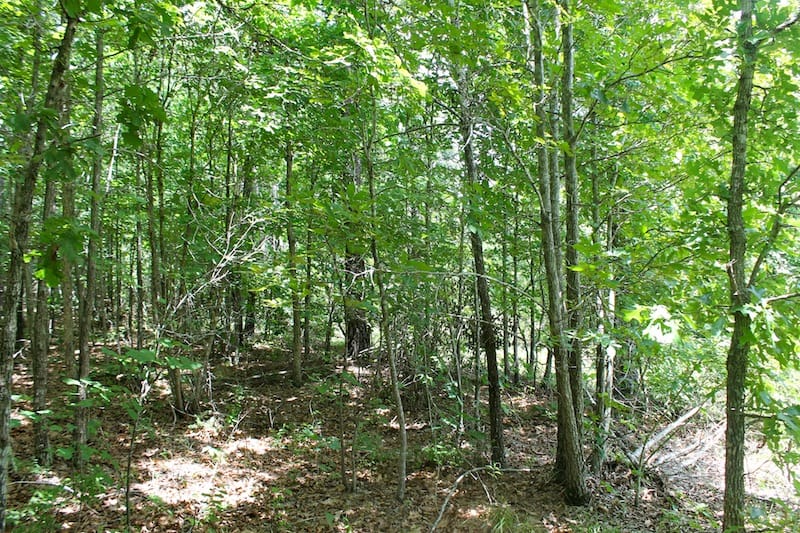 Green Mountain Ranch Tract 40 photo 6
