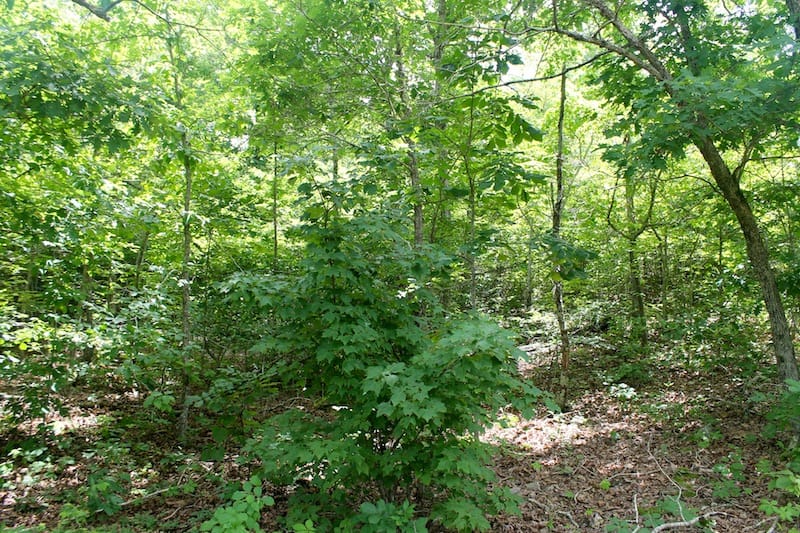 Green Mountain Ranch Tract 40 photo 9