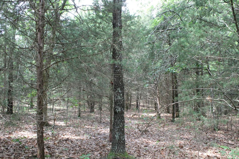 Cedar Ridge Ranch Tract 20 photo 7