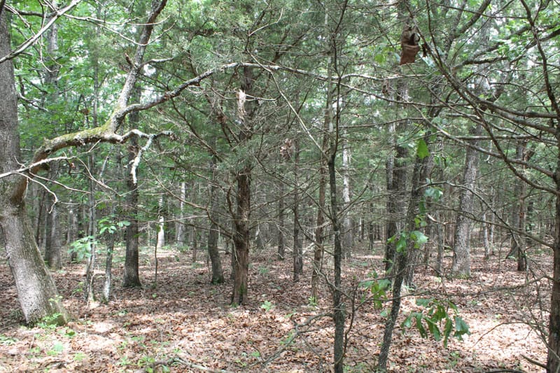 Cedar Ridge Ranch Tract 20 photo 8