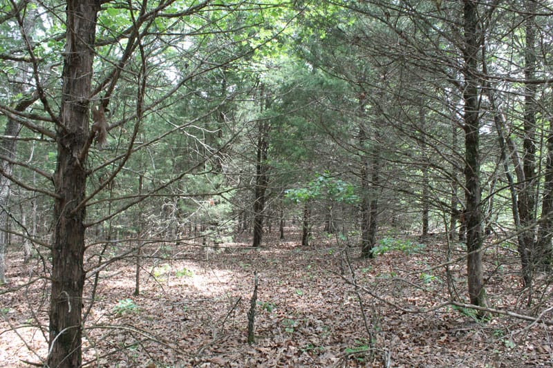 Cedar Ridge Ranch Tract 20 photo 9