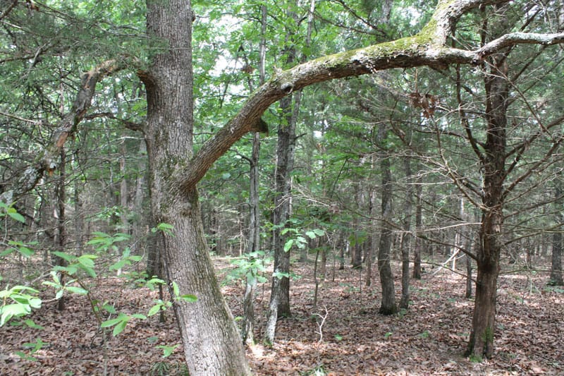 Cedar Ridge Ranch Tract 20 photo 10
