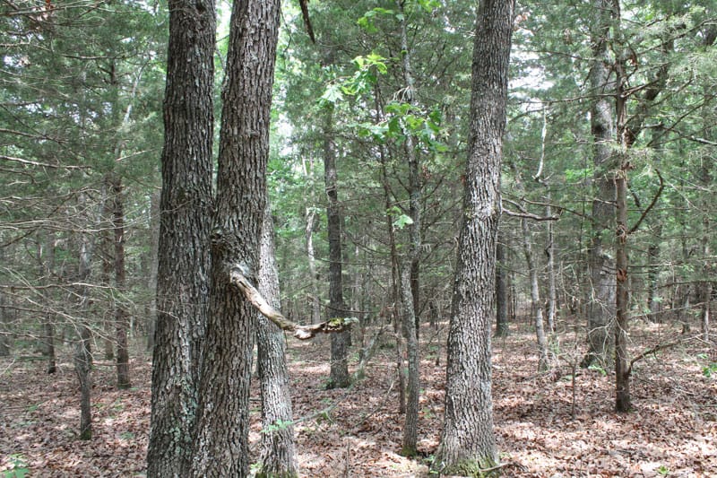 Cedar Ridge Ranch Tract 20 photo 11