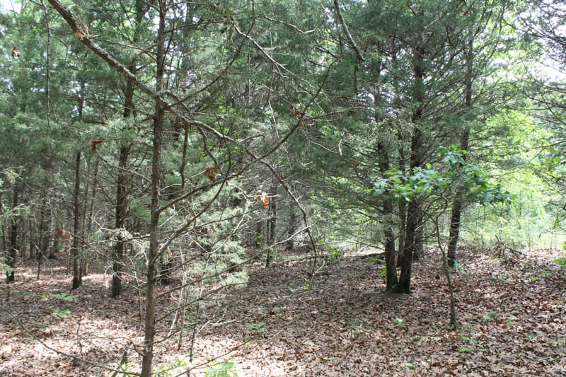 Cedar Ridge Ranch Tract 20 photo 12