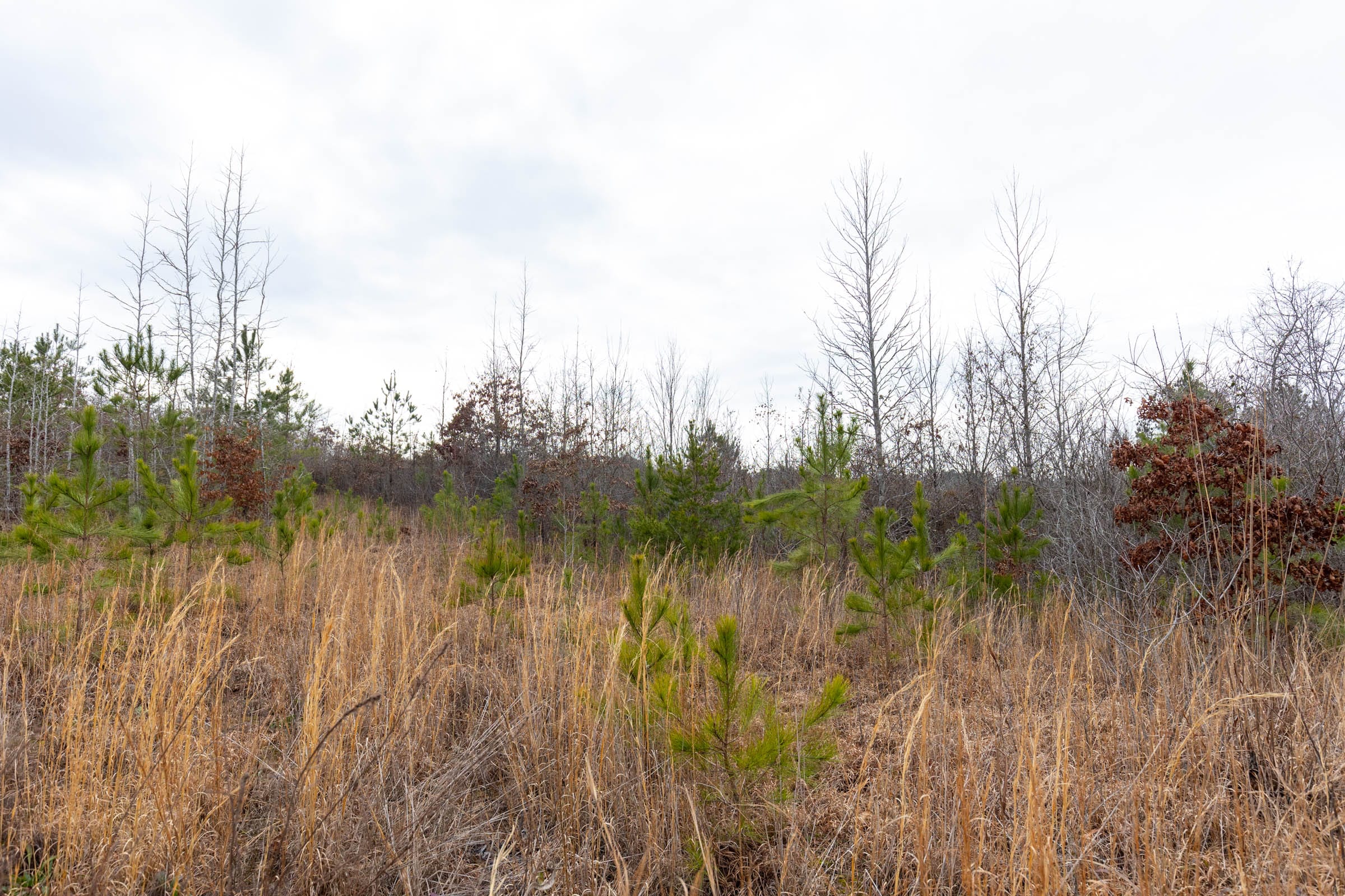 Baker Creek Tract 12 photo 10