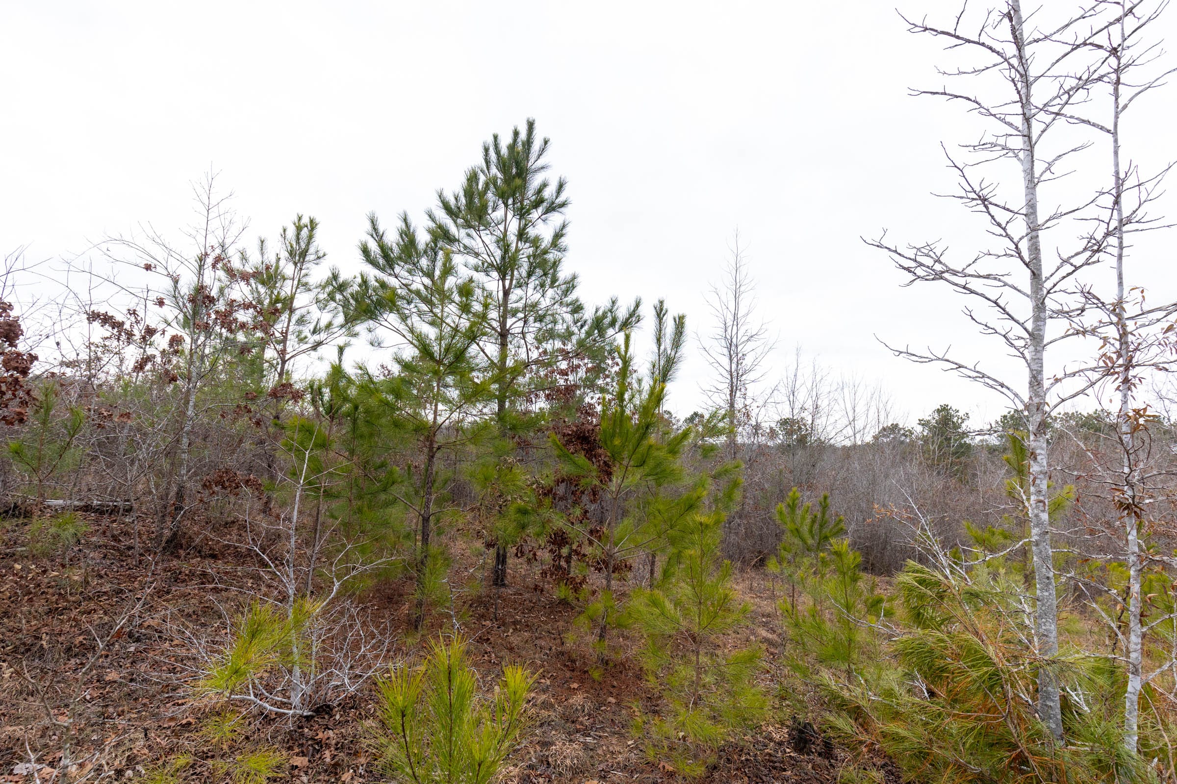 Baker Creek Tract 12 photo 6