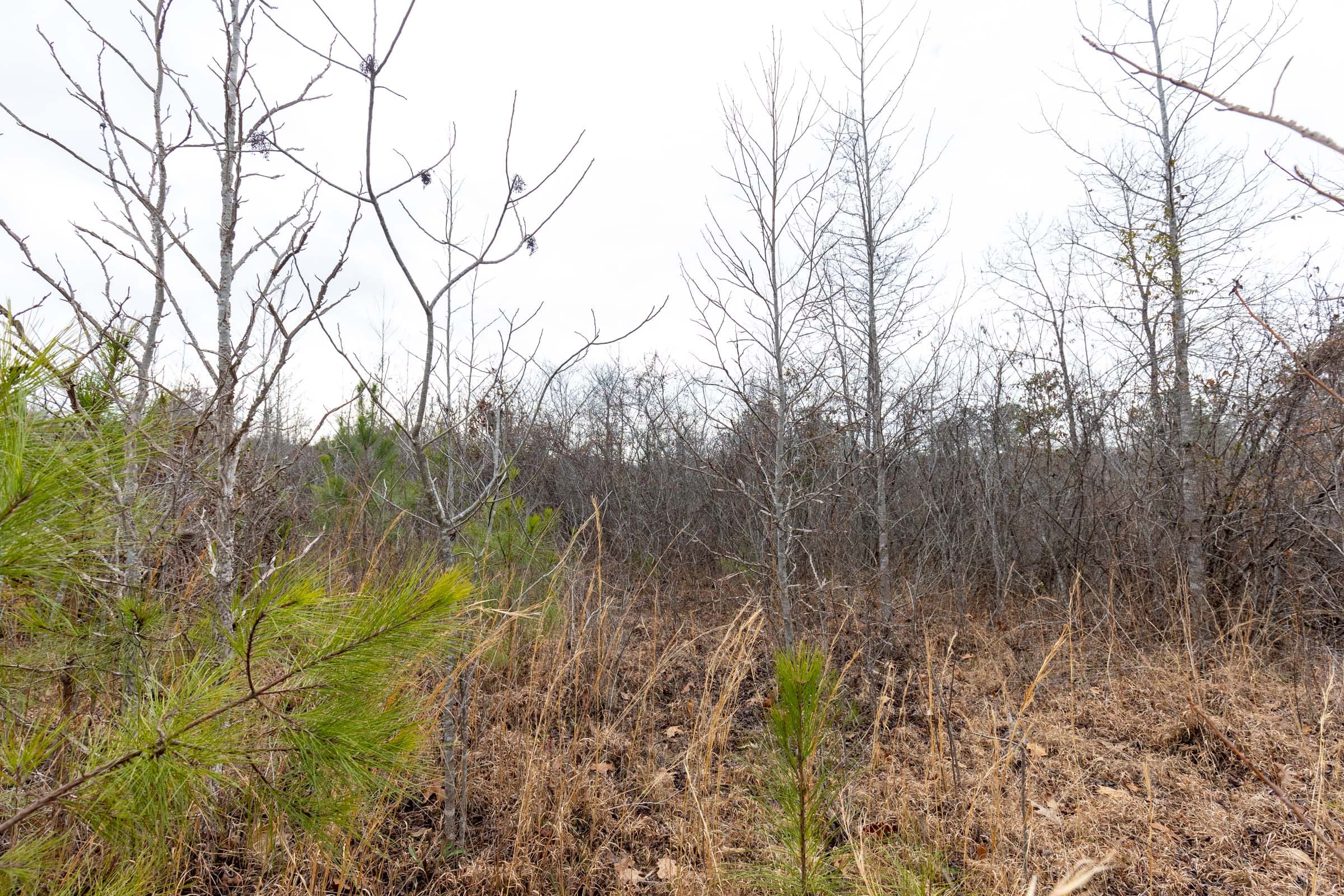 Baker Creek Tract 12 photo 4