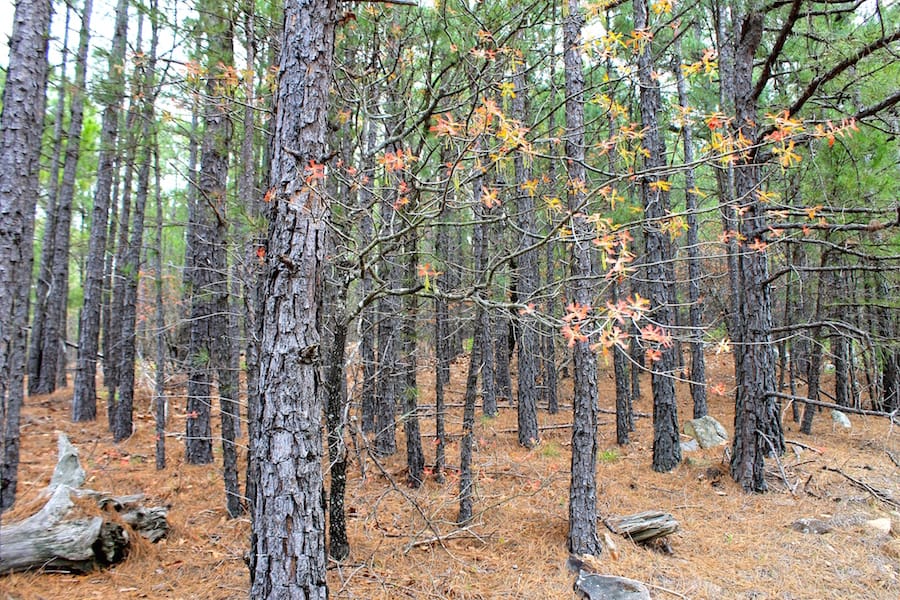 Trophy Ridge Phase III Tract 39 photo 3