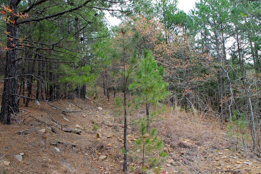 Trophy Ridge Phase III Tract 39 photo 4