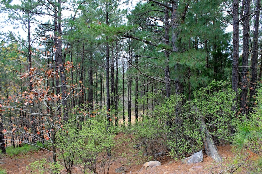 Trophy Ridge Phase III Tract 39 photo 5