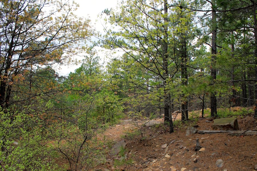 Trophy Ridge Phase III Tract 39 photo 6