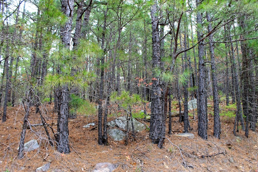 Trophy Ridge Phase III Tract 39 photo 8