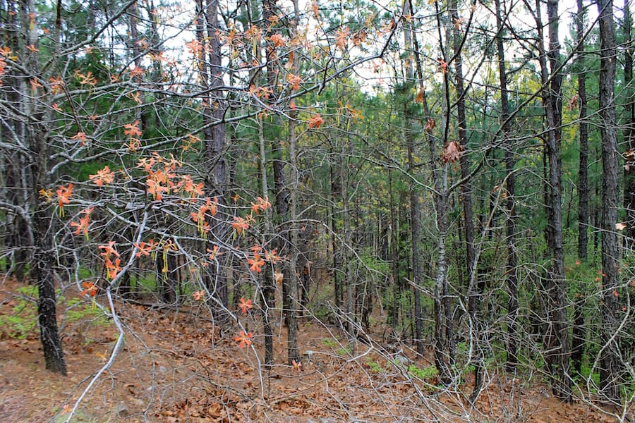 Trophy Ridge Phase III Tract 39 photo 9