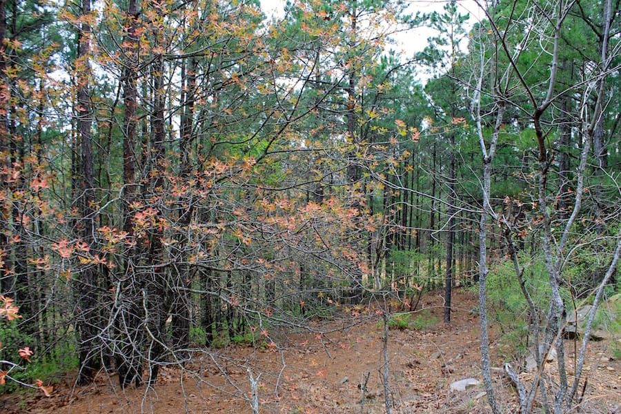 Trophy Ridge Phase III Tract 39 photo 10