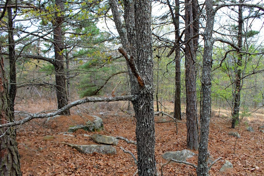 Trophy Ridge Phase III Tract 39 photo 13
