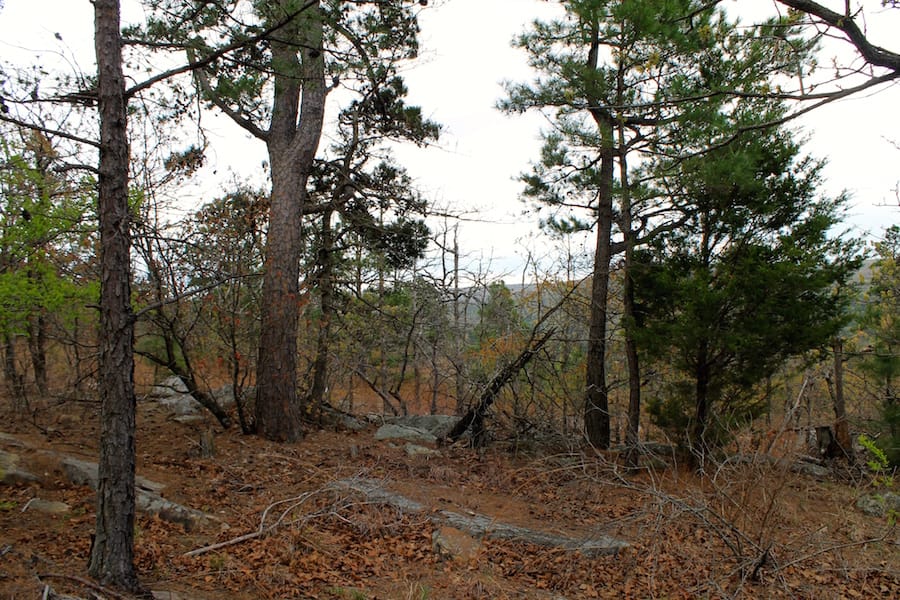 Trophy Ridge Phase III Tract 39 photo 14