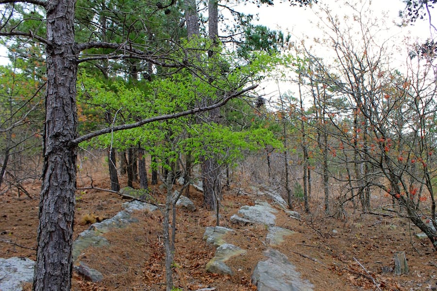 Trophy Ridge Phase III Tract 39 photo 15