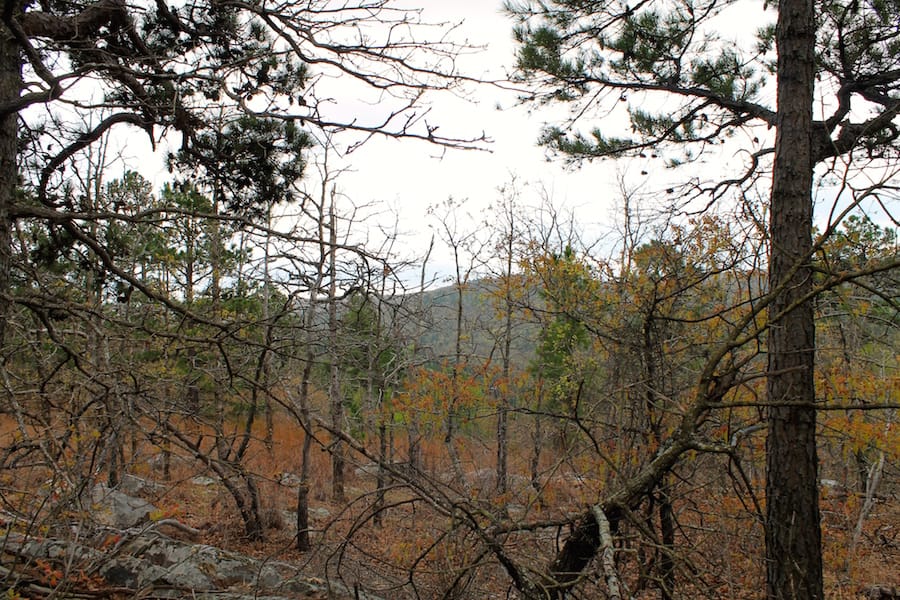Trophy Ridge Phase III Tract 39 photo 16