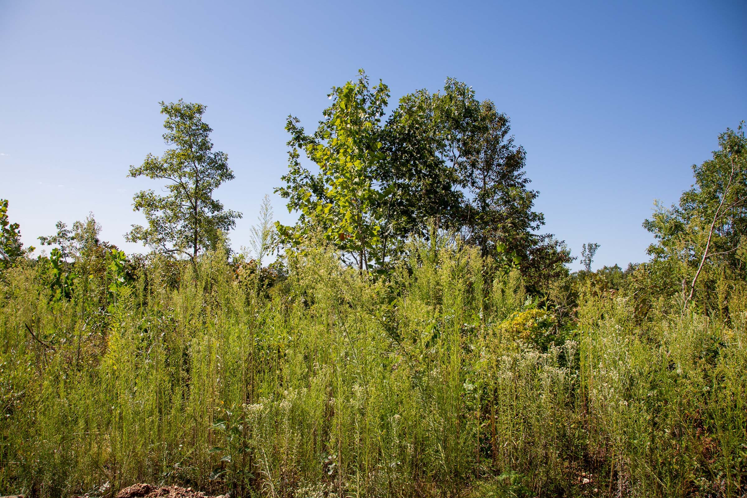Borgmann’s Hollow Phase II Tract 49 photo 3