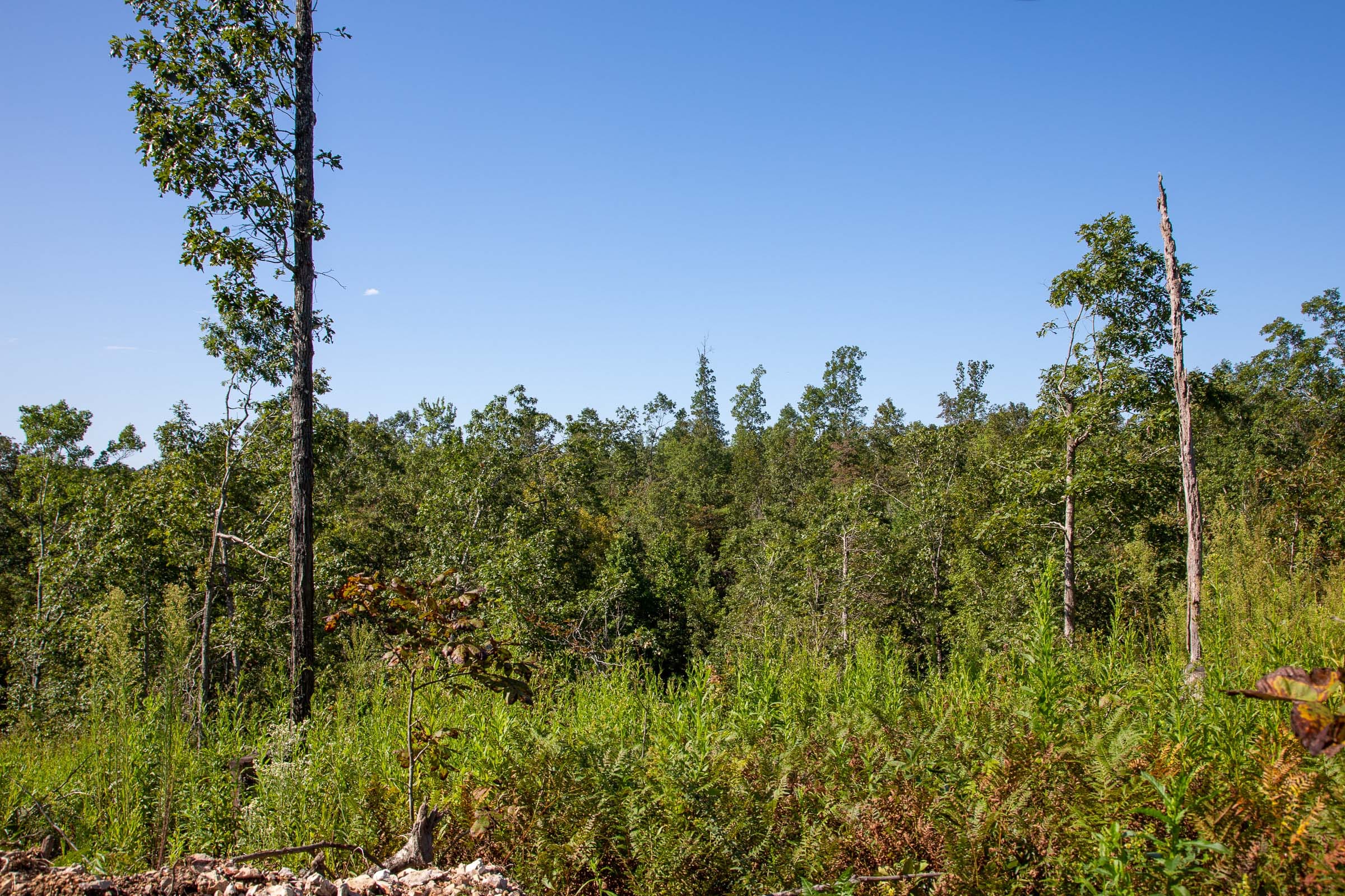 Borgmann’s Hollow Phase II Tract 49 photo 5