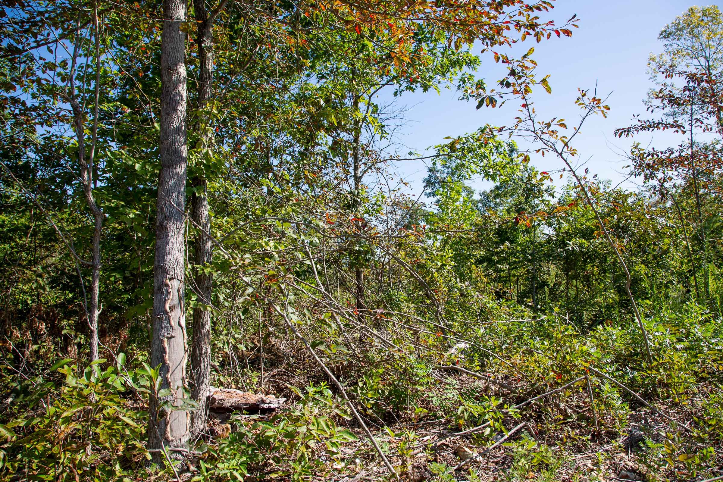 Borgmann’s Hollow Phase II Tract 49 photo 6
