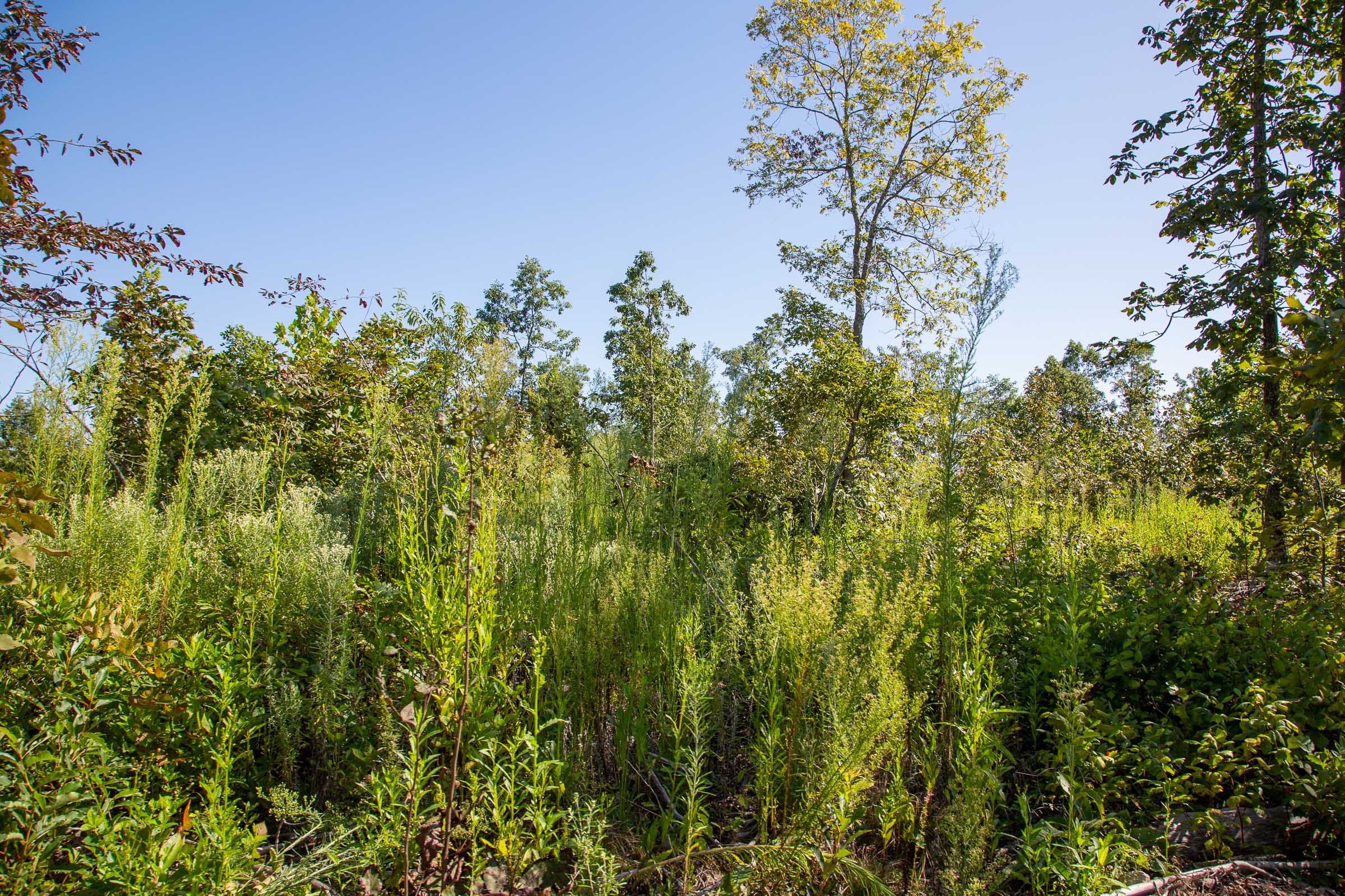 Borgmann’s Hollow Phase II Tract 49 photo 7