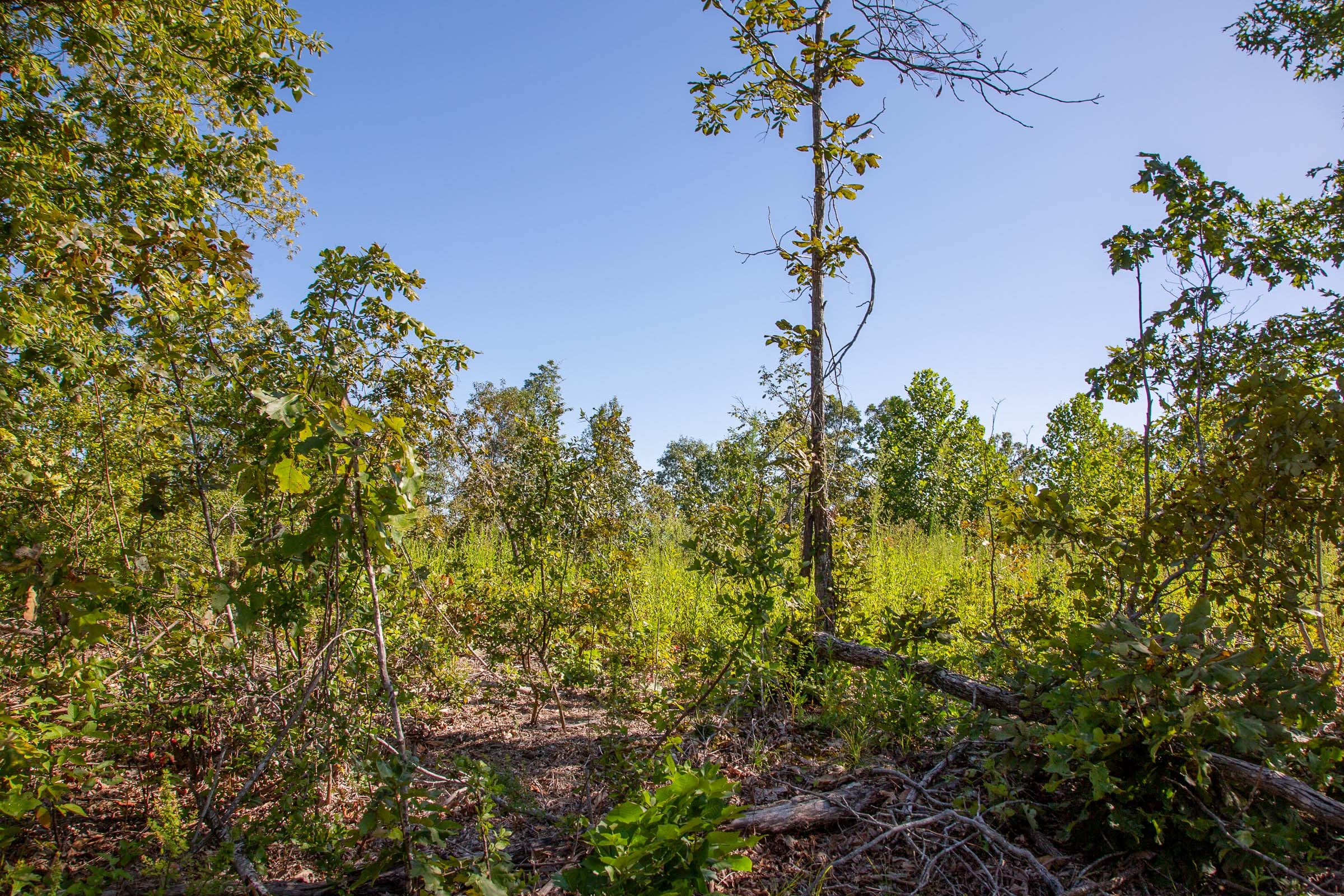 Borgmann’s Hollow Phase II Tract 49 photo 8
