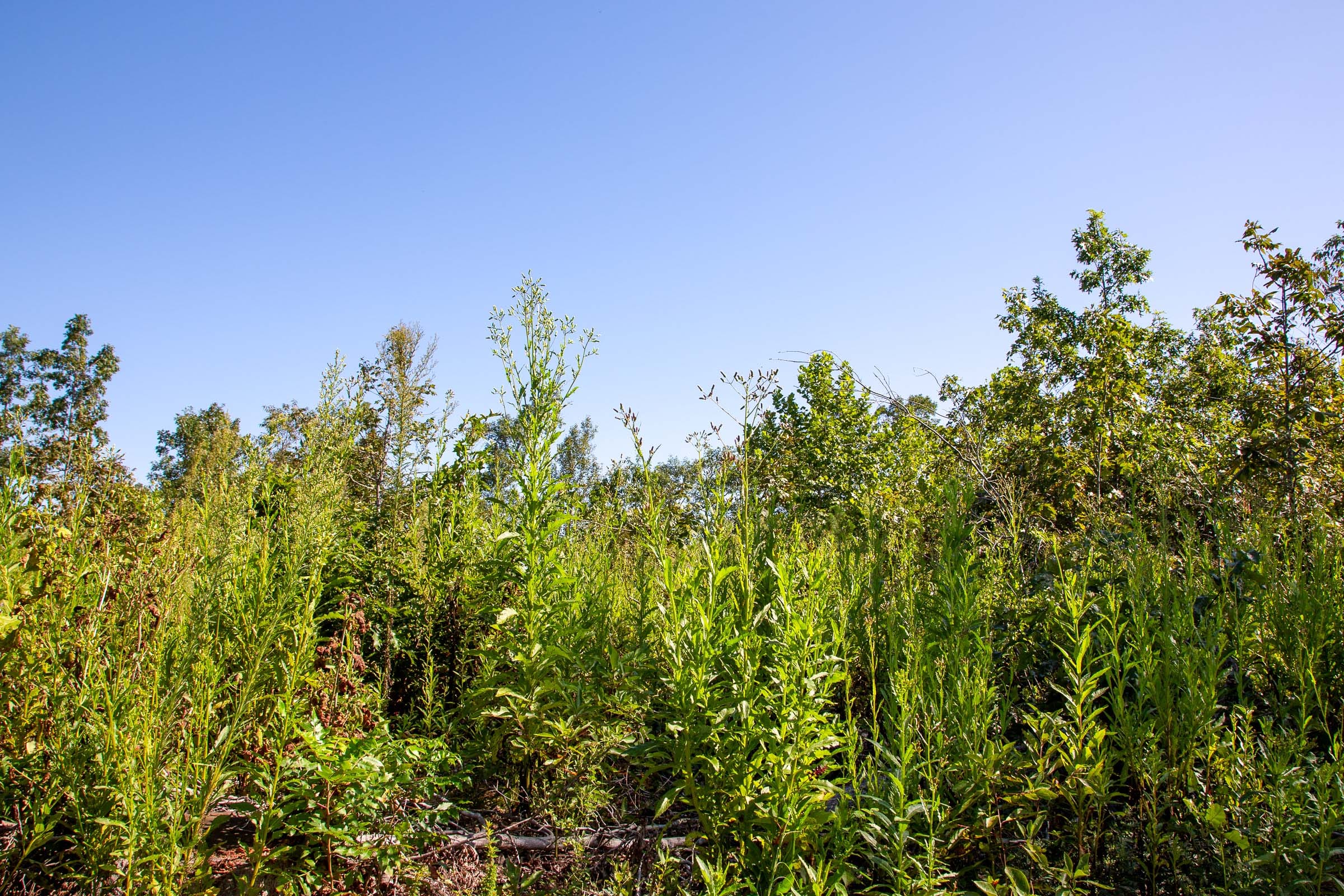 Borgmann’s Hollow Phase II Tract 49 photo 10