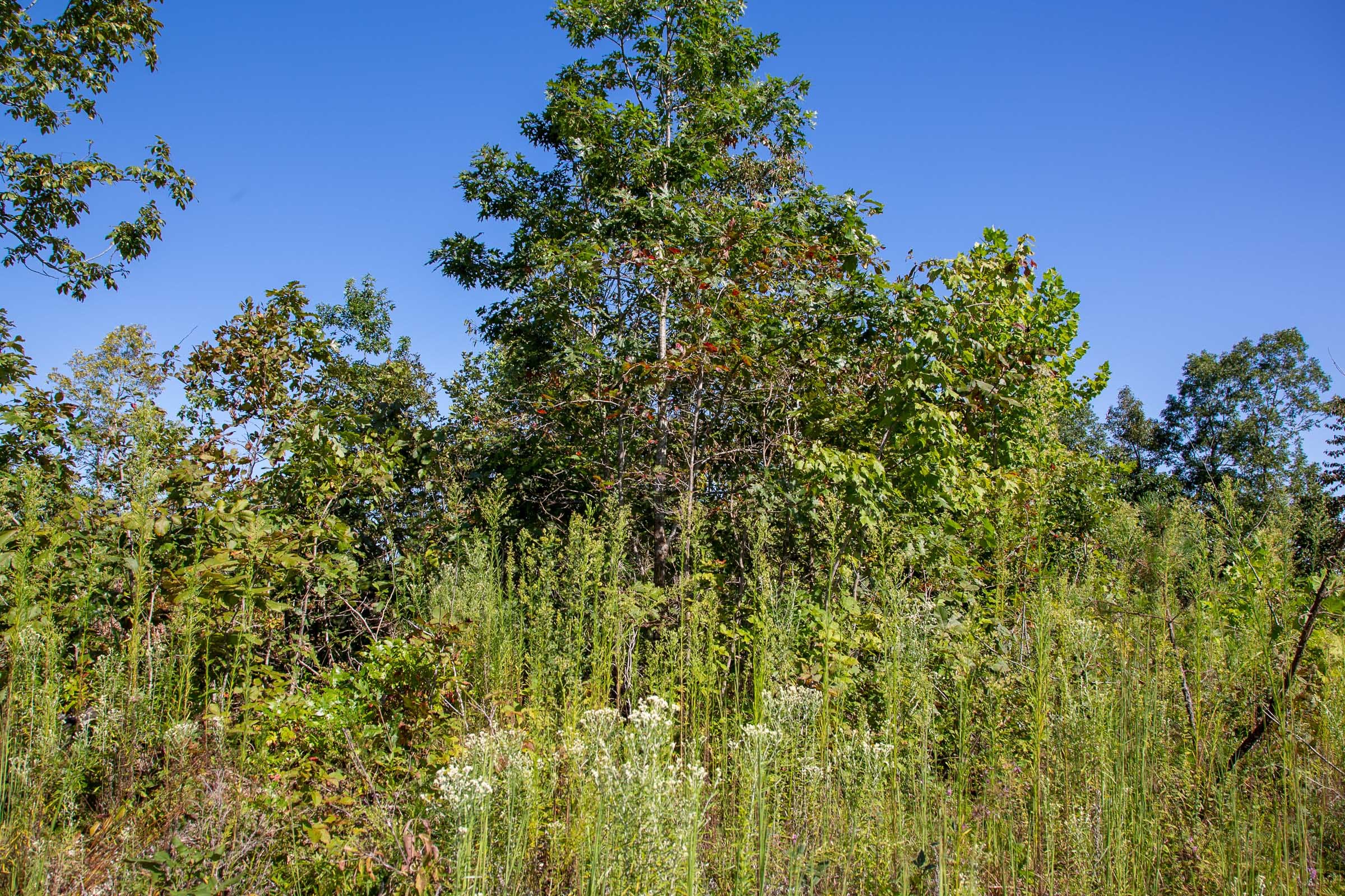 Borgmann’s Hollow Phase II Tract 49 photo 11