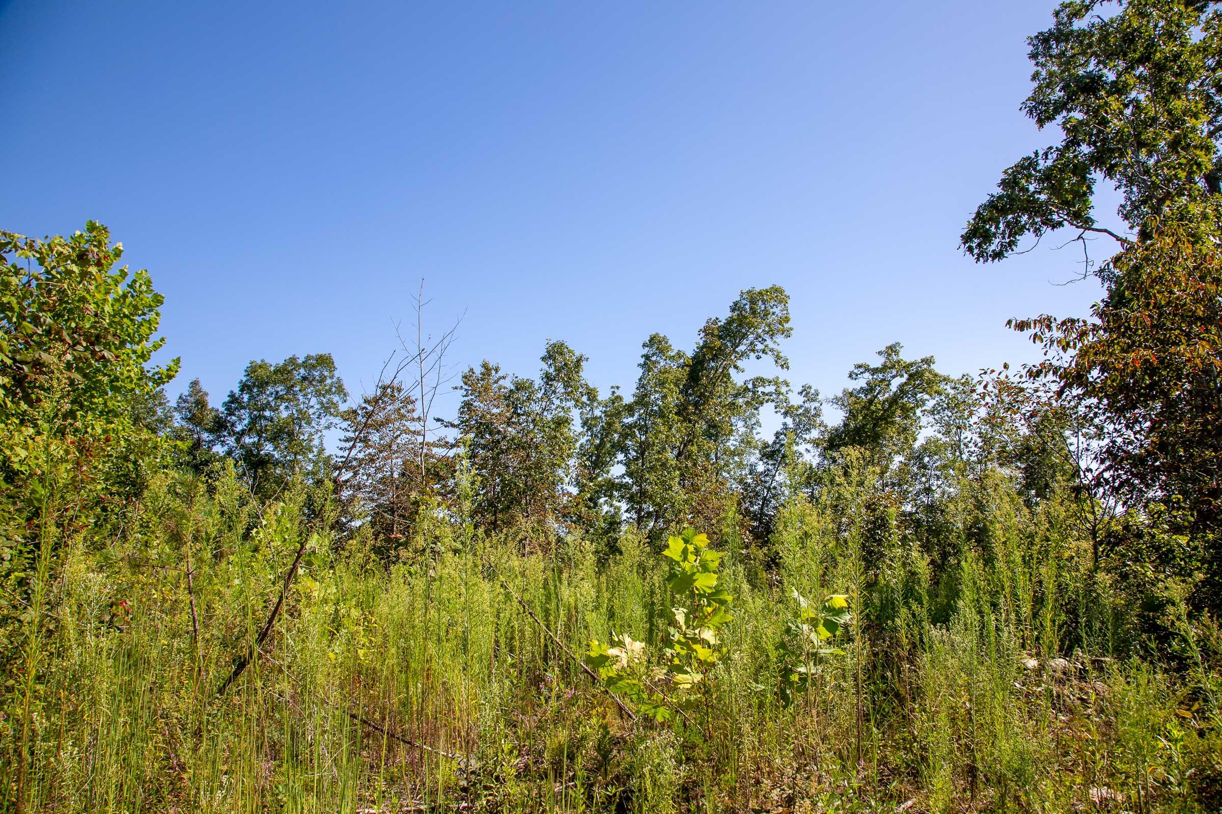 Borgmann’s Hollow Phase II Tract 49 photo 12