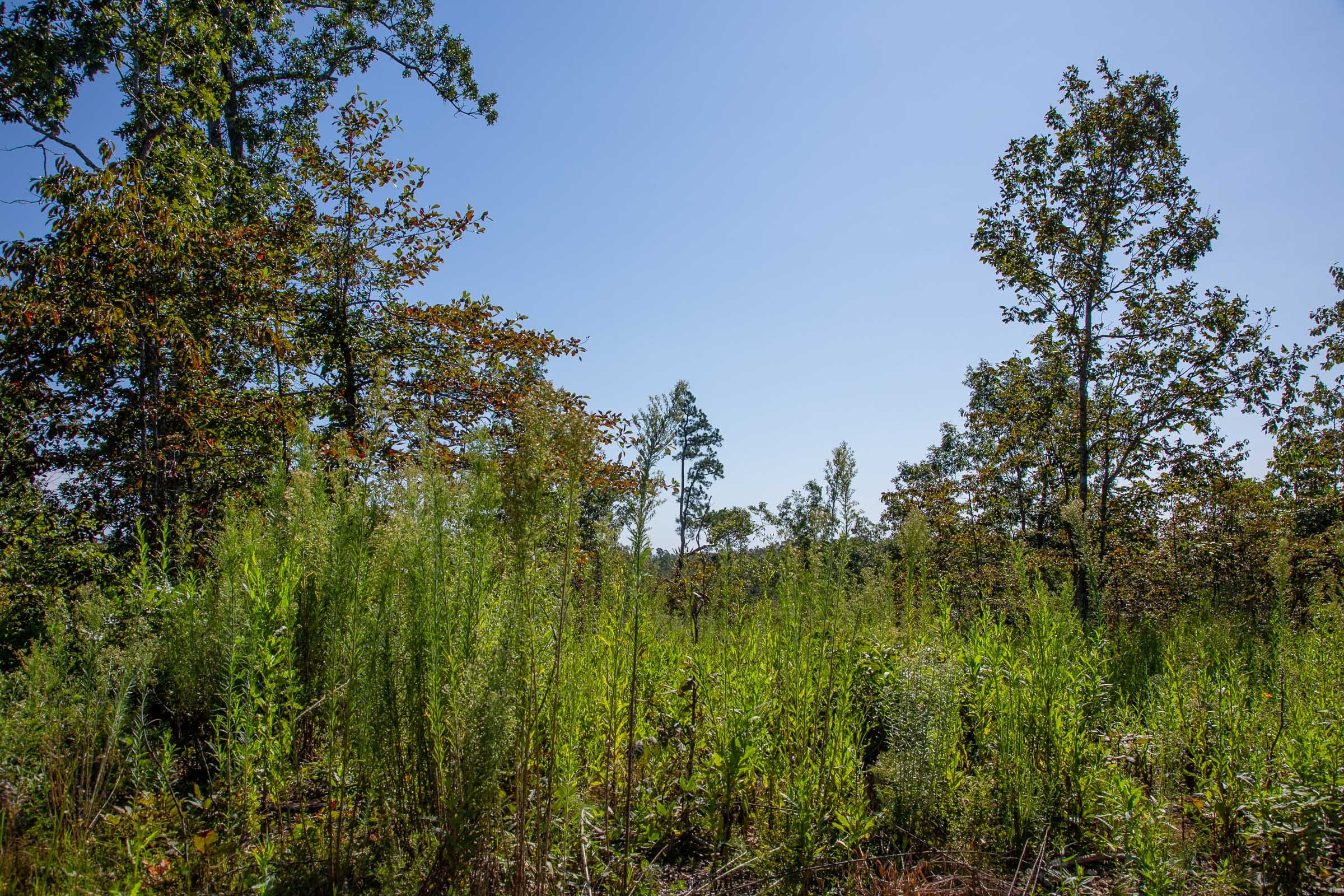 Borgmann’s Hollow Phase II Tract 49 photo 13