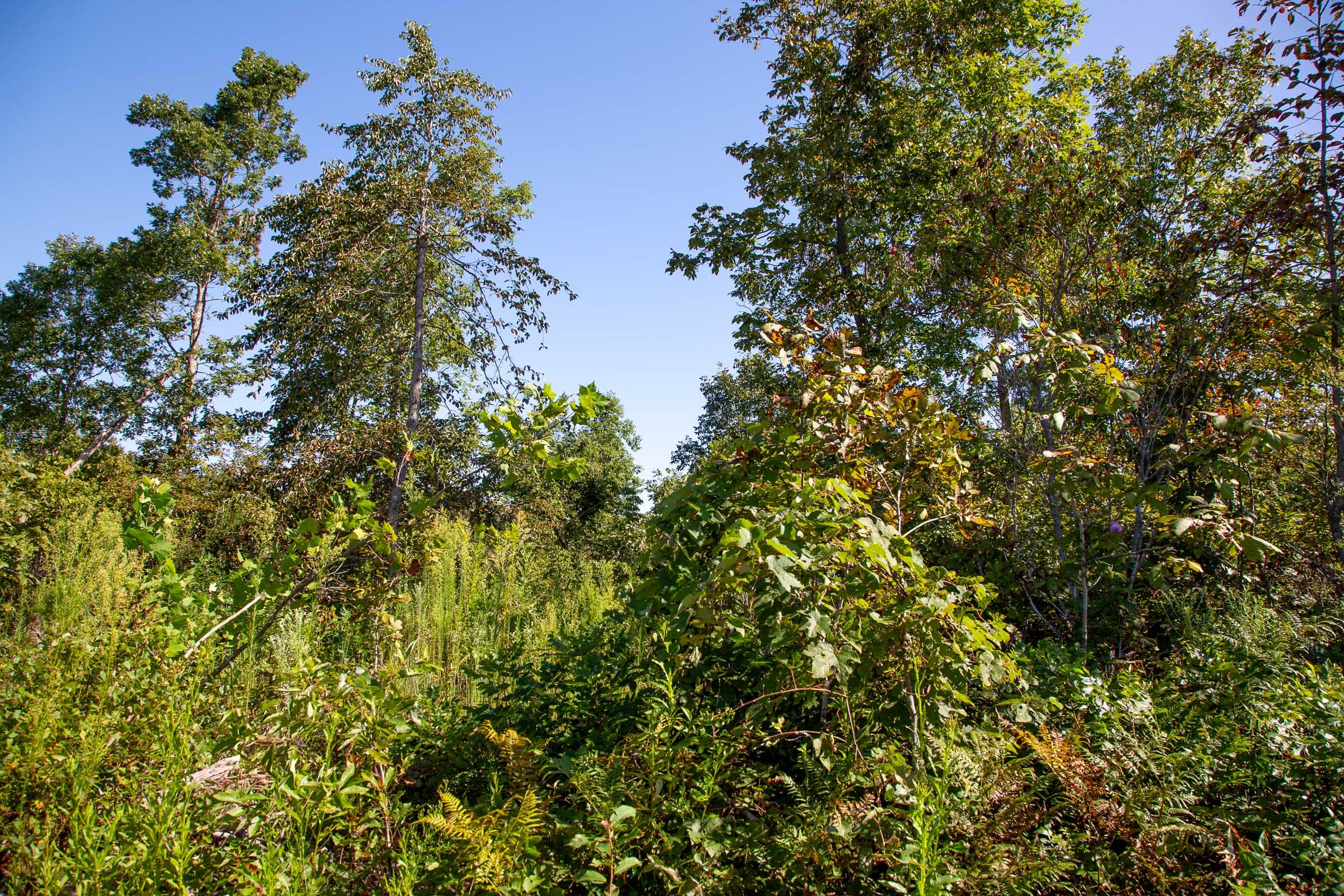 Borgmann’s Hollow Phase II Tract 49 photo 14