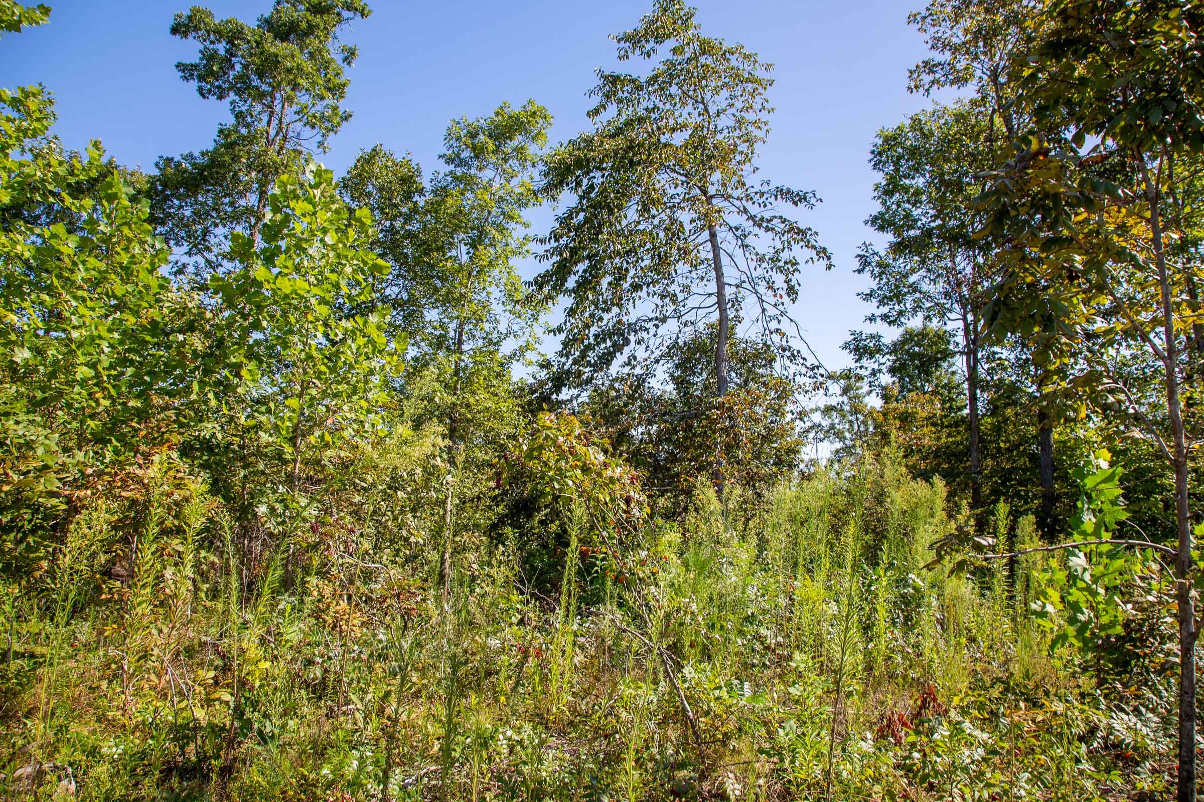 Borgmann’s Hollow Phase II Tract 49 photo 15
