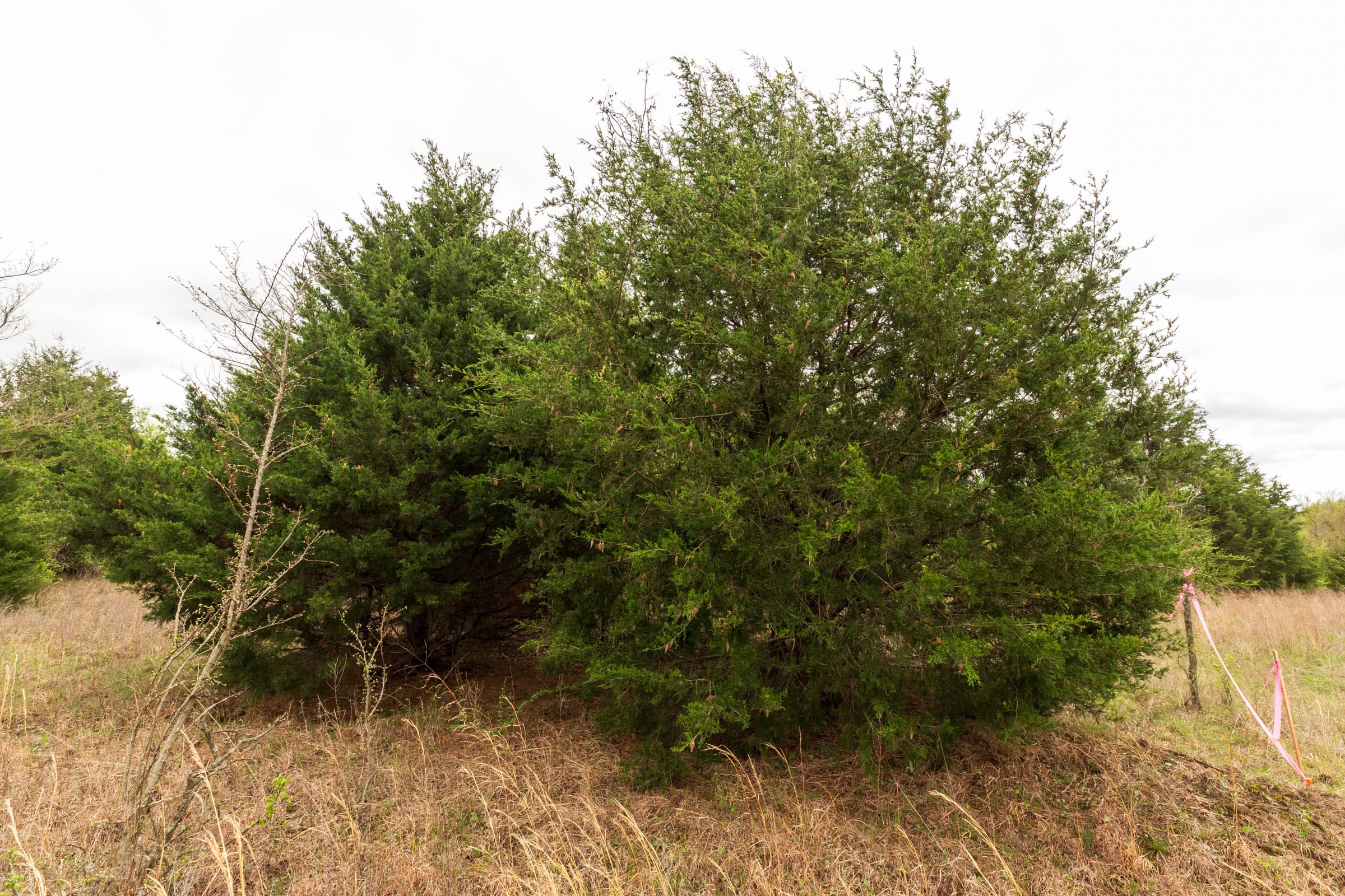 Moonrise Meadows Tract 14 photo 2