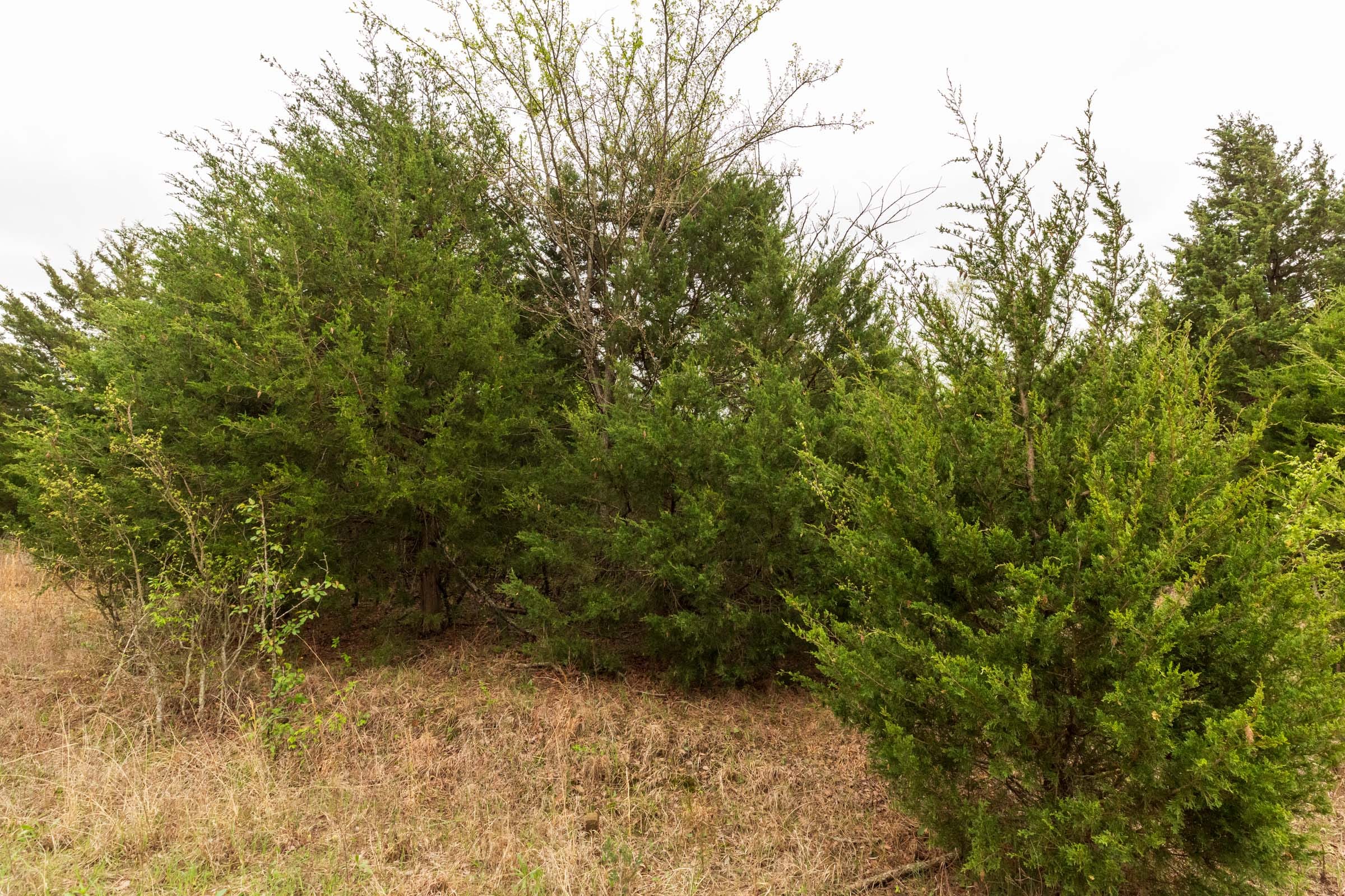 Moonrise Meadows Tract 14 photo 5