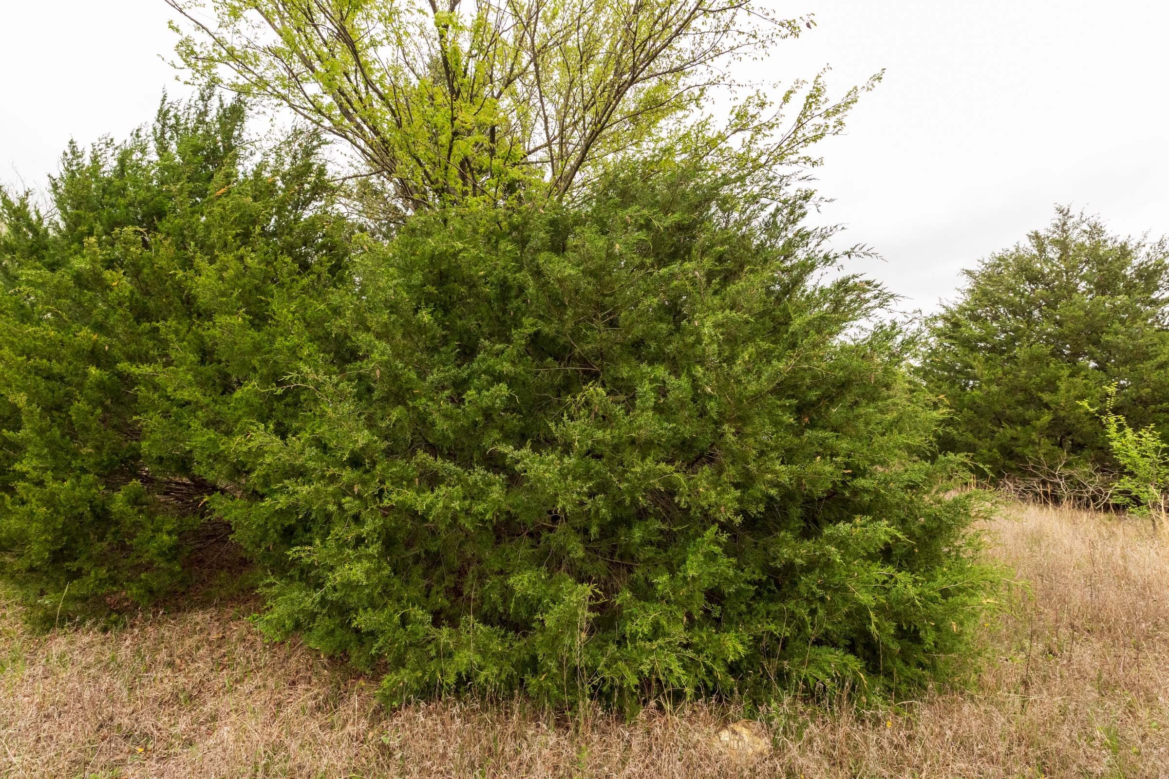 Moonrise Meadows Tract 14 photo 9