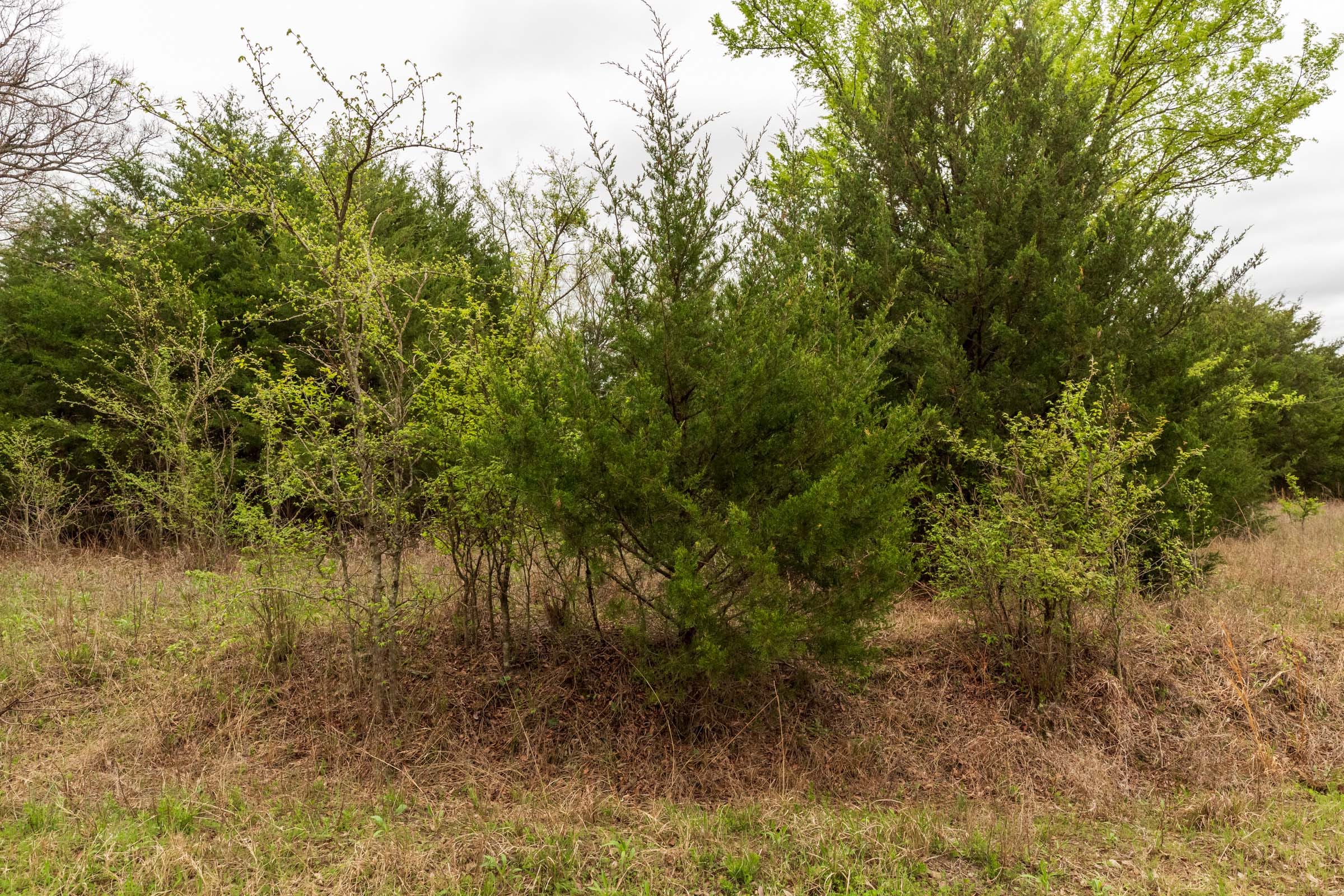 Moonrise Meadows Tract 14 photo 8