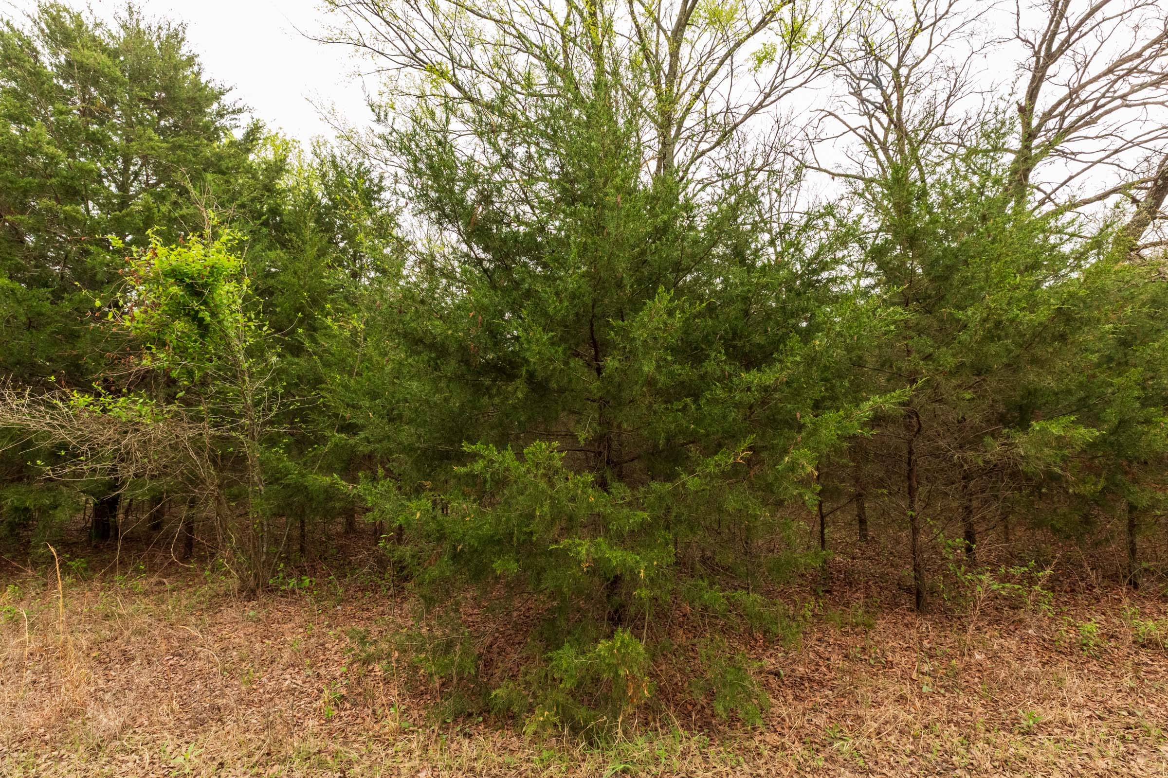 Moonrise Meadows Tract 14 photo 4