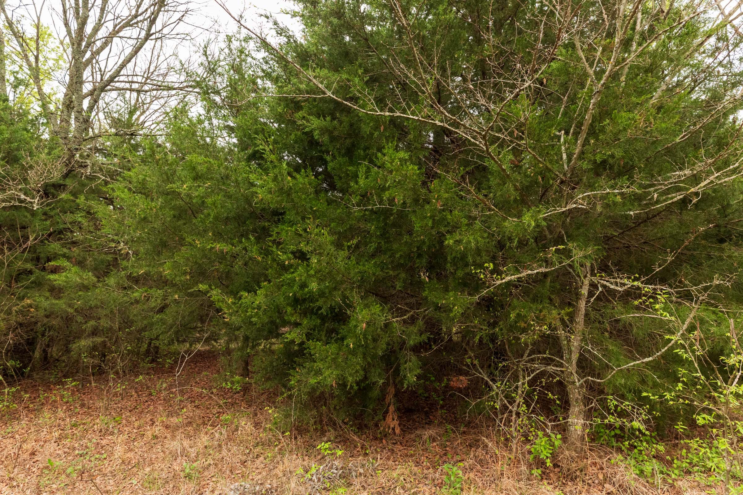 Moonrise Meadows Tract 14 photo 10