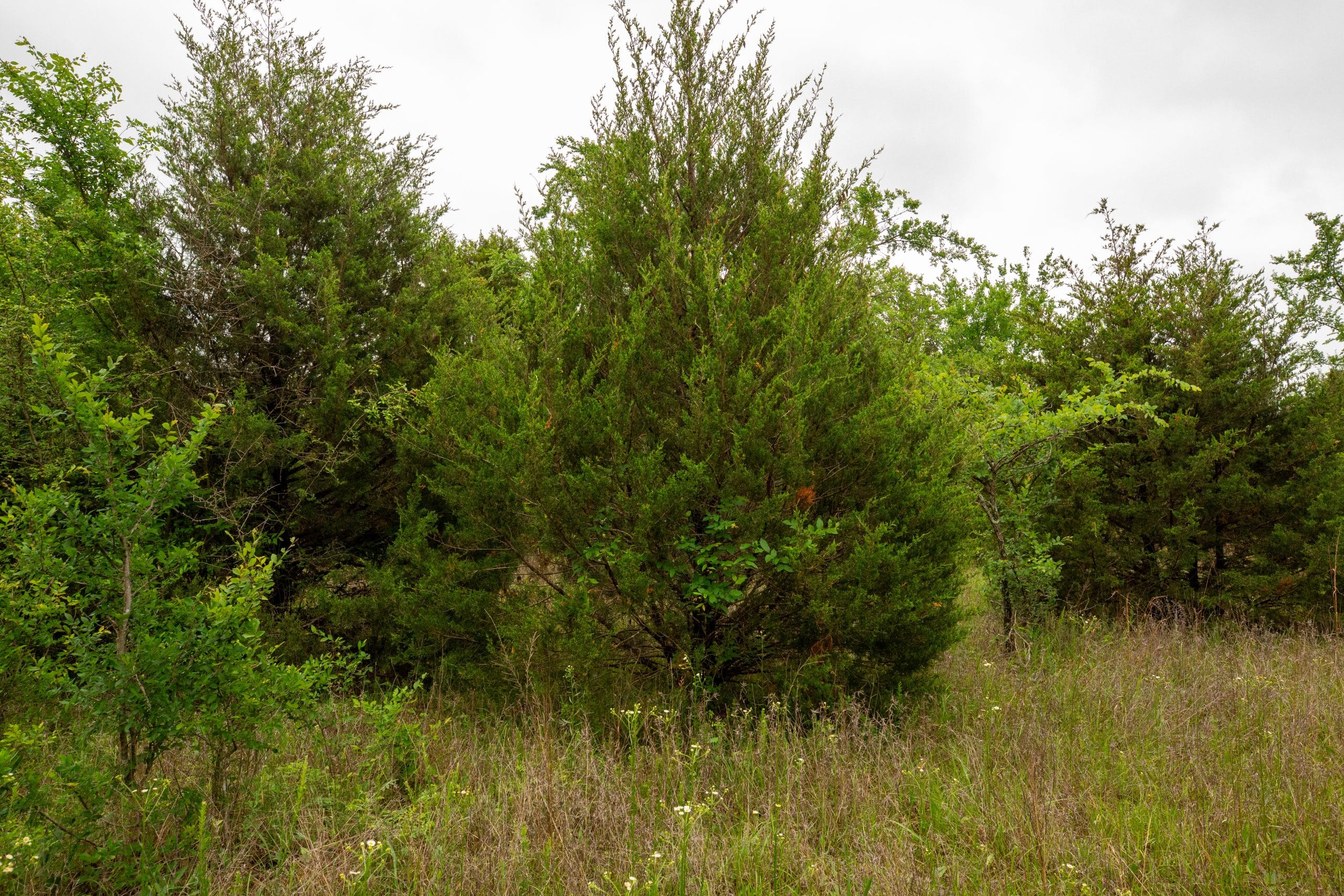 Moonrise Meadows Tract 14 photo 11
