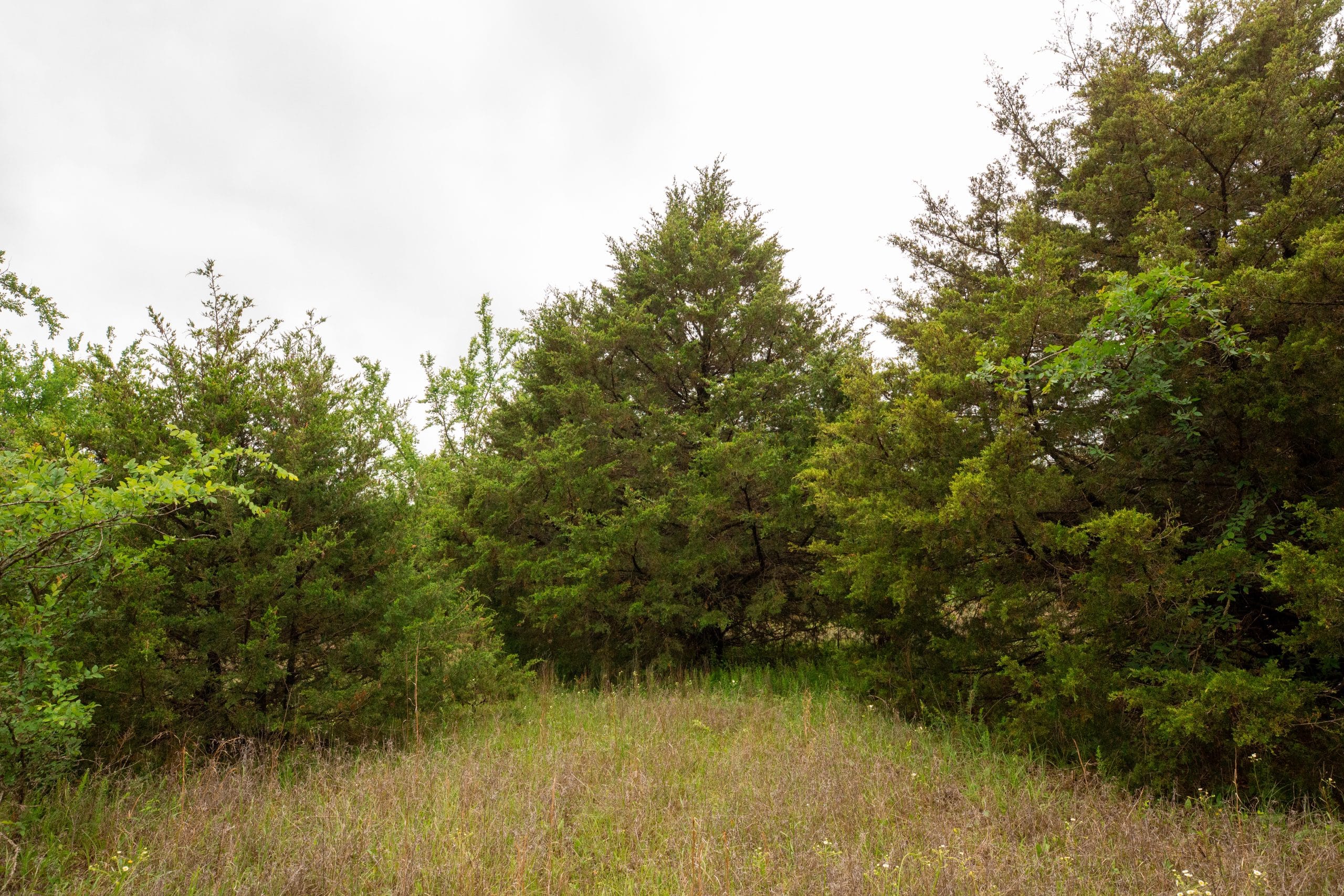 Moonrise Meadows Tract 14 photo 12