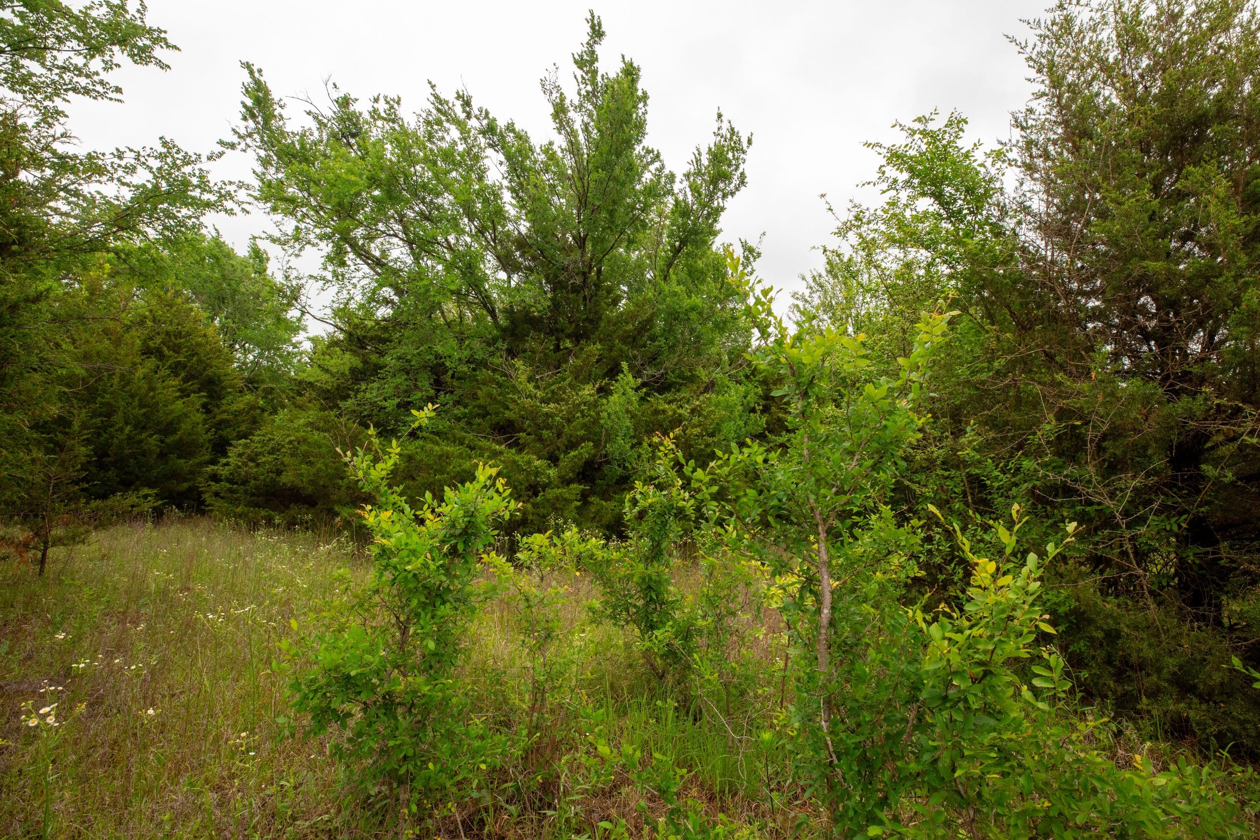 Moonrise Meadows Tract 14 photo 3