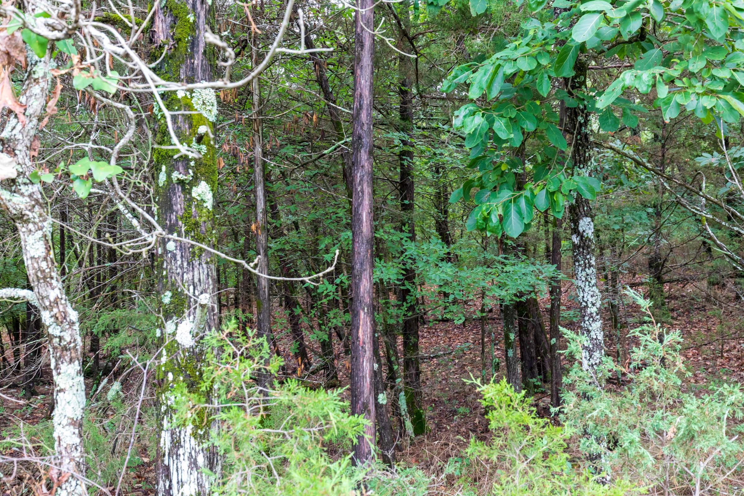 Heritage Bend Tract 5 photo 6