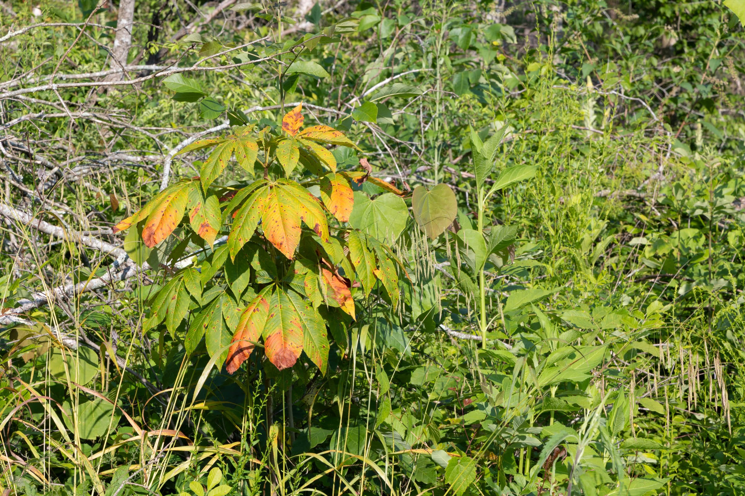 Creek Hollow Phase II Tract 83 photo 14